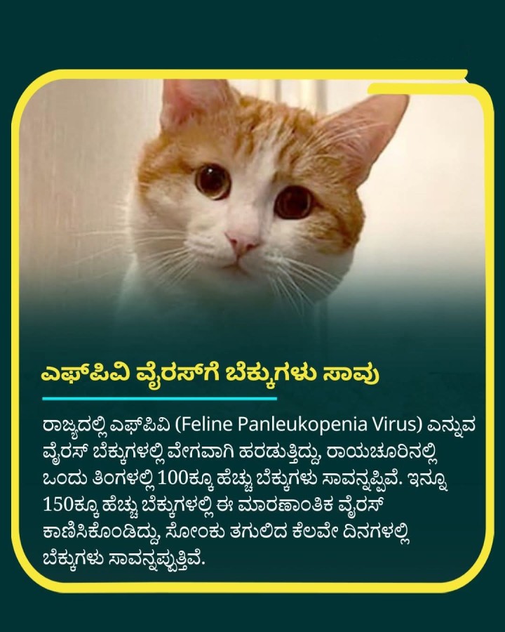 ಎಫ್‌ಪಿವಿ ವೈರಸ್‌ಗೆ ಬೆಕ್ಕುಗಳು ಸಾವು