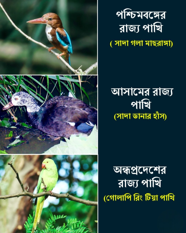পশ্চিমবঙ্গ, অসম ও অন্ধ্রপ্রদেশের রাজ্য পাখি কোন গুলি জেনে নিন।