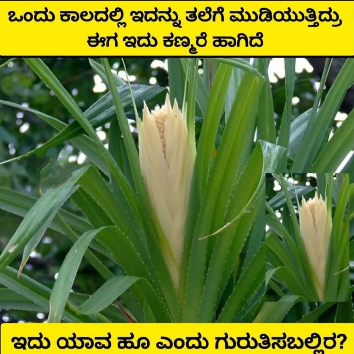 ಇದು ಯಾವ ಹೂ ಎಂದು ಗುರುತಿಸಬಲ್ಲಿರ?