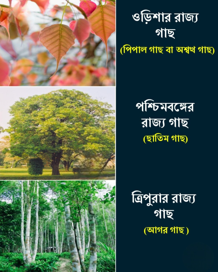 বিভিন্ন রাজ্যের রাজ্য গাছ।