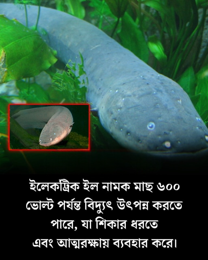 ইলেক্ট্রিক ইল মাছের বিষয়ে জানতেন?