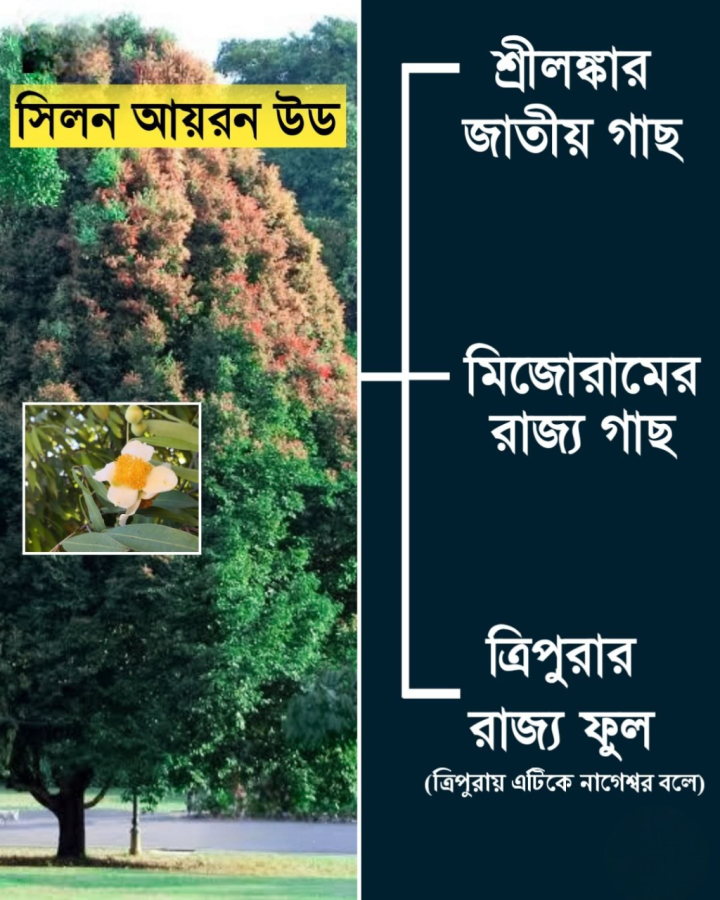 একটি গাছ যখন বিশ্বের বিভিন্ন জায়গায় আলাদা আলাদা সম্মান পায়।