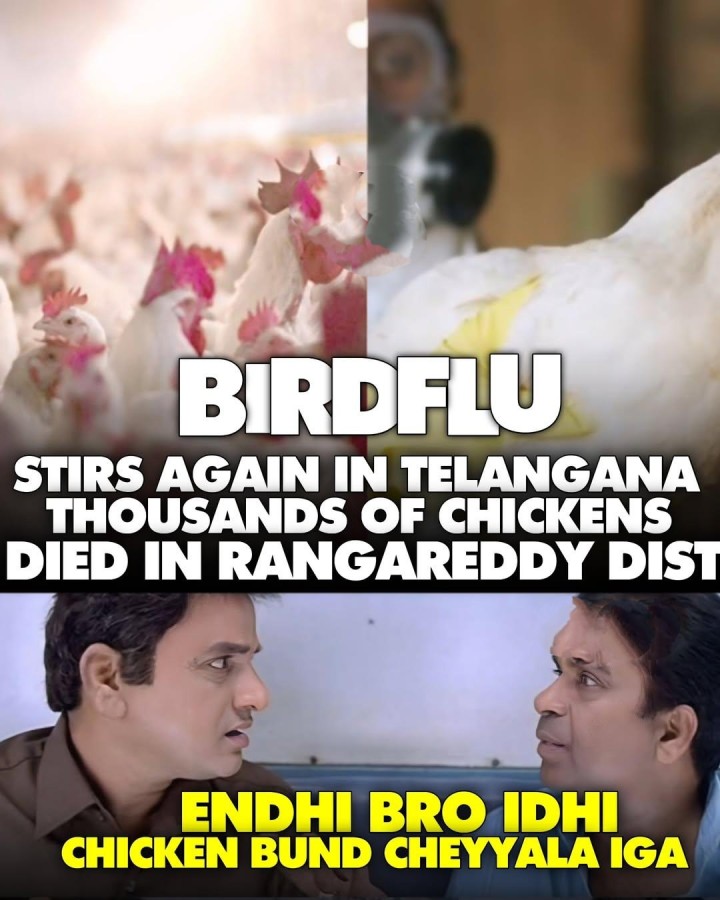 AP lo kottaga birdflu
