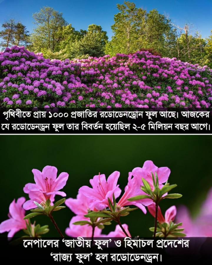 রডোড্রেন্ড্রন।