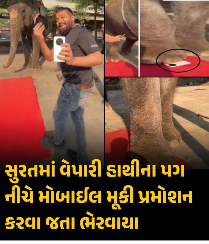 સુરતમાં વેપારી હાથીના પગ નીચે મોબાઈલ મૂકી પ્રમોશન કરવા જતા ભેરવાયા