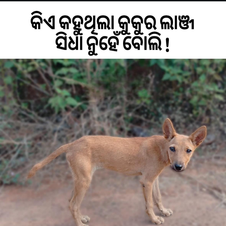 କିଏ କହୁ ଥିଲା କୁକୁର ର ଲାଞ୍ଜ ସିଧା ନୁହଁ
