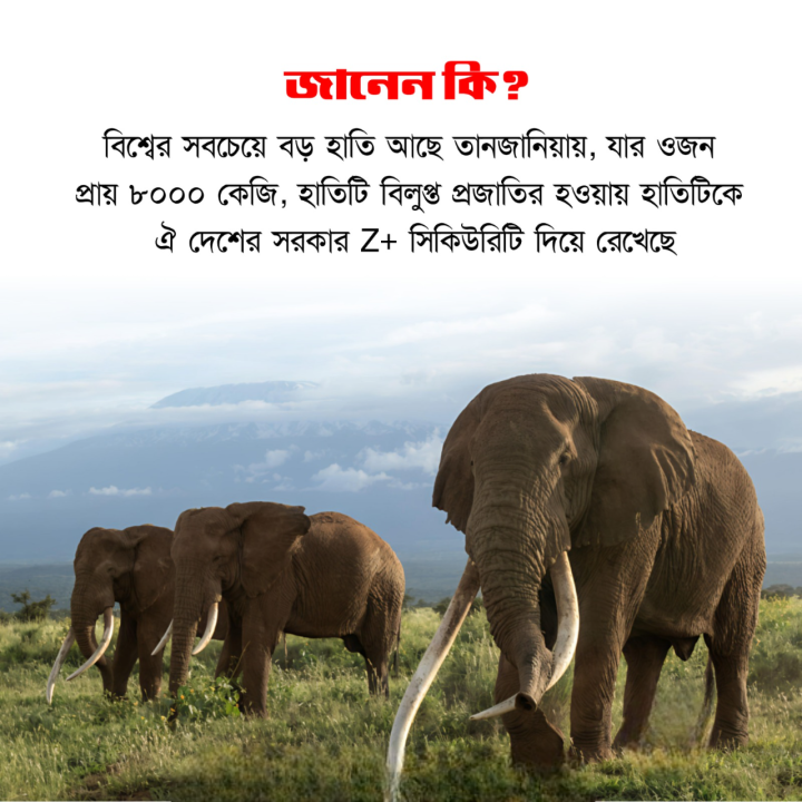 বিশ্বের বৃহত্তম হাতি ।