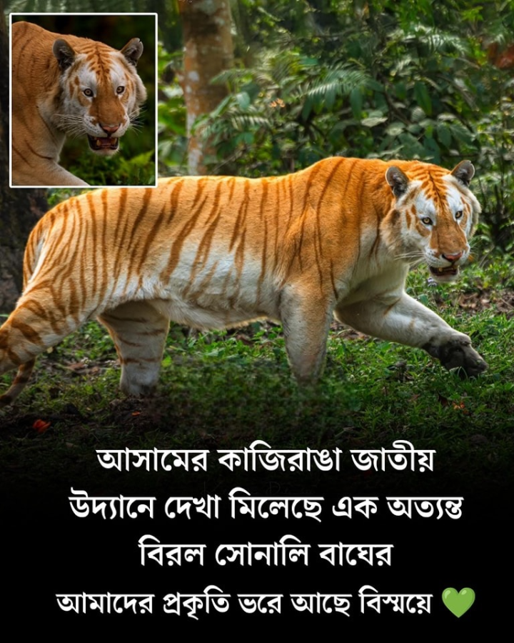 কাজিরাঙার জঙ্গলে আবির্ভাব সোনালি বাঘের ।