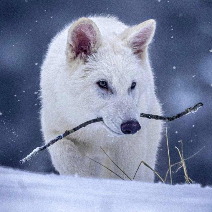 এক দশক আগে টেলি সিরিজ় ‘গেম অফ থ্রোনস’ বিশ্বজুড়ে জনপ্রিয়তা এনে দিয়েছিল ‘ঘোস্ট’কে। এ বার জিন প্রযুক্তিবিদ্যা (জেনেটিক ইঞ্জিনিয়ারিং)-য় ভর করে প্রায় সাড়ে ১২ হাজার পরে পৃথিবীতে ফিরে এল সেই ‘ডায়ার উল্‌ফ’। আদতে যা একটি বিশেষ প্রজাতির সাদা নেকড়ে। যার বিজ্ঞানসম্মত নাম, অ্যায়োনোসিয়ন ডায়রাস।