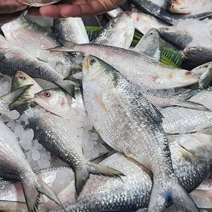 ২০১৮-১৯ সাল থেকে টানা ছ’বছর ধরে বাংলাদেশে ইলিশের পরিমাণ বৃদ্ধি পেয়েছে। কিন্তু ২০২৩-২৪ অর্থবর্ষে তা এক ধাক্কায় প্রায় ৪২ হাজার টন কমেছে।