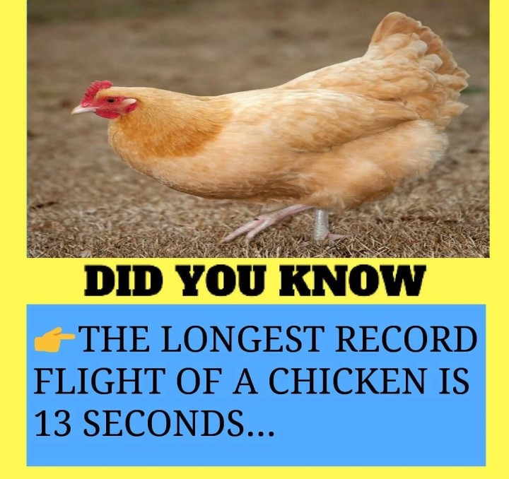 Did you know: The longest record flight.