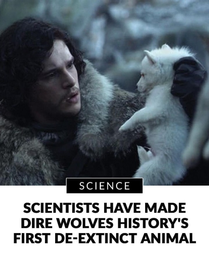 We got real dire wolves before we got The Winds of Winter. Scientists have produced three pups best known as House Stark’s sigil. They are the first de-extincted animal in history.
