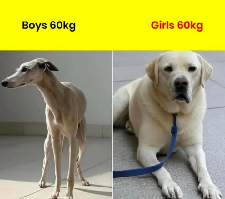 60 kg weight