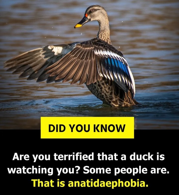 Did you know: Anatidaephobia.