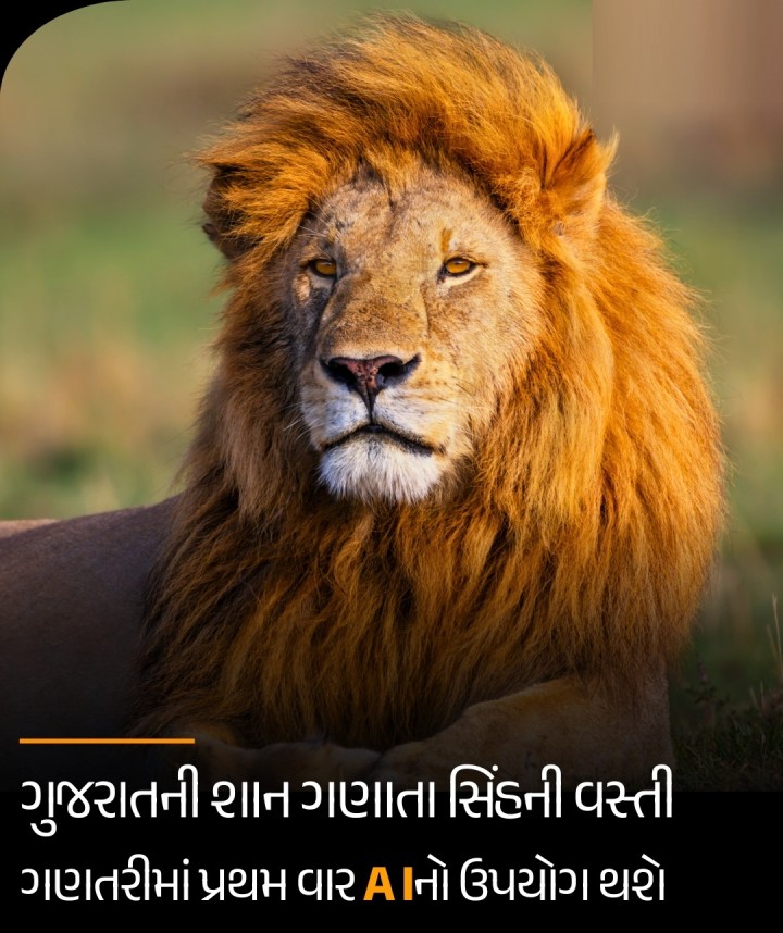 રાજ્યના વનમંત્રી મૂળુબાઇ બેરાએ જણાવ્યું કે વન વિભાગનો સ્ટાફ સિંહની ગણતરી માટે સજ્જ થઇ ચુક્યો છે. આ ગણતરી રાજ્યના 11 જિલ્લામાં તા .10 થી 13મે સુધી યોજાશે. સ્વયંસેવકો અને એનજીઓ પણ આ કામમાં જોડાશે.