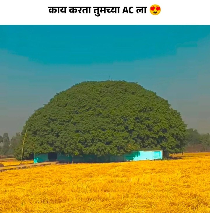 काय करता तुमच्या एसीला