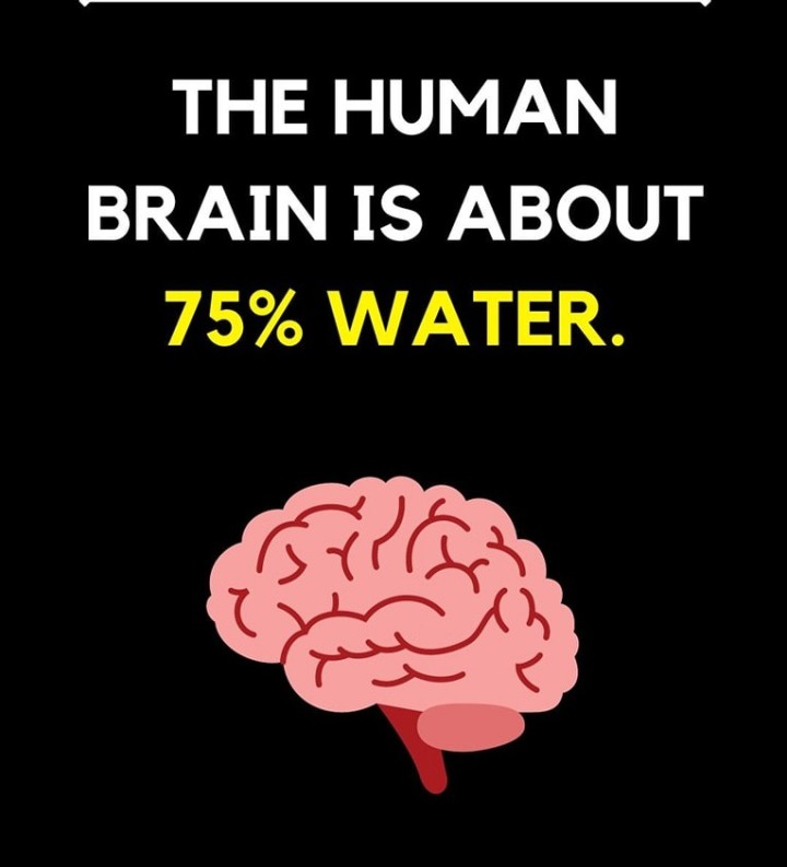 The human brain is about 75 percent of water.
