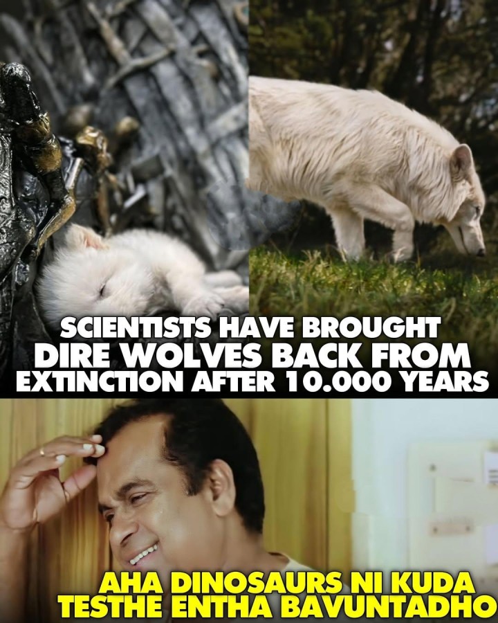 Dinosaurs vaste Manchidi antara or kaada