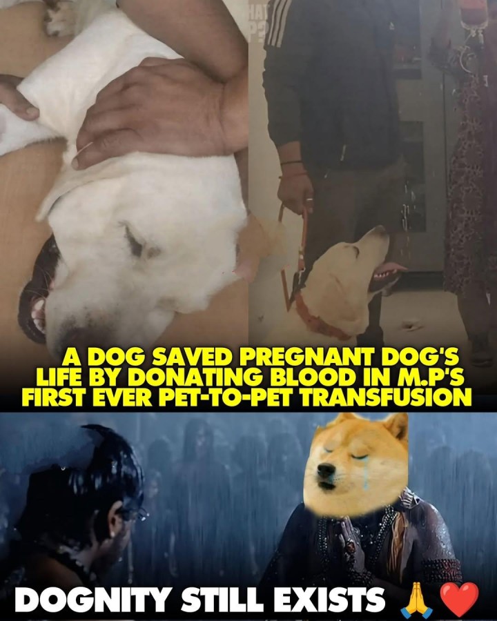 Oka kukka inko kukkani kapadindi.