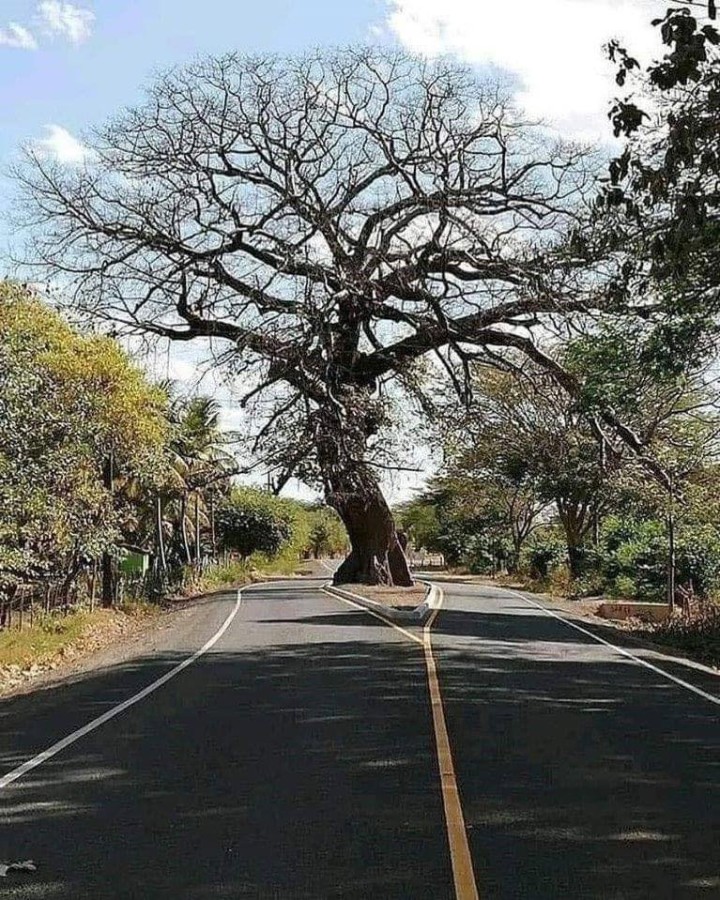 Because the tree was there first. Respect!