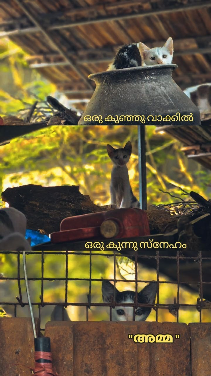 അമ്മ.