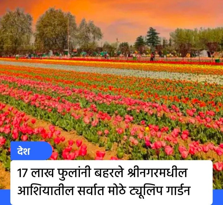 17 लाख फुलांनी बहरले श्रीनगर मधील ट्युलिप गार्डन