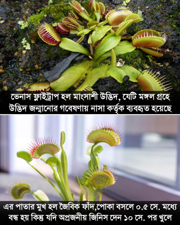 এমন একটি  মাংসাশী উদ্ভিদ , যা মঙ্গল গ্রহে উদ্ভিদ জন্মানোর গবেষণায় ব্যবহৃত হয়েছে।