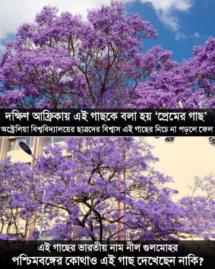 নীল গুলমোহর নামের এই গাছটি আপনি দেখেছেন কি?