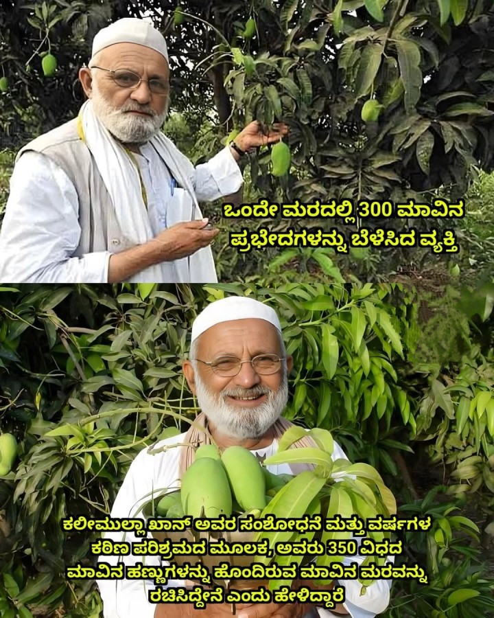 ಒಂದೇ ಮರದಲ್ಲಿ 300 ಮಾವಿನ ಪ್ರಭೇದಗಳನ್ನು ಬೆಳೆಸಿದ ವ್ಯಕ್ತಿ