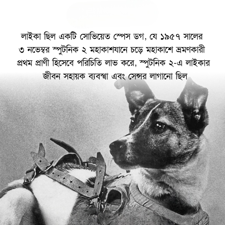 লাইকে মহাকাশে এই বিশ্বের প্রথম প্রাণী।