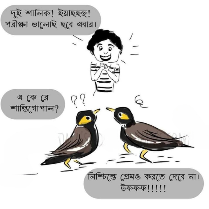 শালিক দেখে যা অবস্থা ও শালিকের অবস্থা...