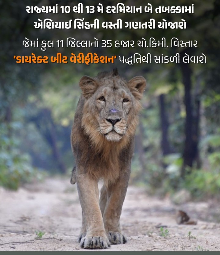 ગુજરાતમાં સૌપ્રથમ ૧૯૩૬માં સિંહ વસ્તી ગણતરી યોજાઇ હતી. આ વસ્તી ગણતરી સાથે સિંહની હિલચાલની દિશા, લિંગ, ઉંમર, ઓળખ ચિન્હો, જી.પી.એસ. લોકેશન, ગૃપ કંપોઝીશન વગેરે વિગતો નોંધવામાં આવશે. રિજિનલ, ઝોનલ અને સબ-ઝોનલ અધિકારીઓ સહિત લગભગ ૩ હજાર જેટલા તાલીમી સ્વયંસેવકો ગણતરીમાં જોડાશે. હાઈ રીઝોલ્યુશન કેમેરા, રેડિયો કોલર, e-GujForest એપ્લિકેશન અને જી.આઇ.એસ. સોફ્ટવેર જેવી મોડર્ન ટેકનોલોજીનો ઉપયોગ કરાશે.