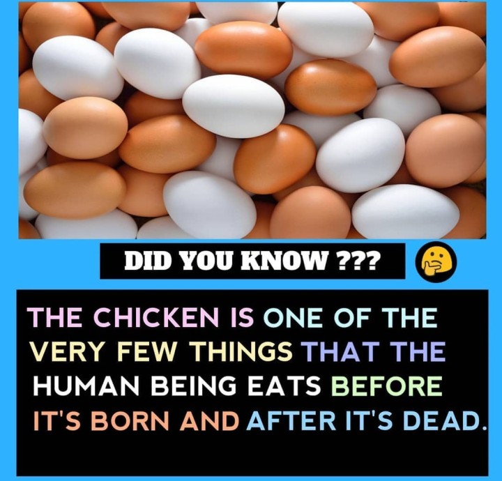 Know more about chicken