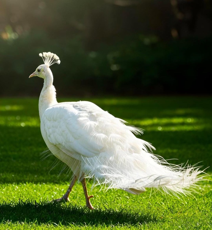 किती सुंदर आहे पांढरा मोर ?