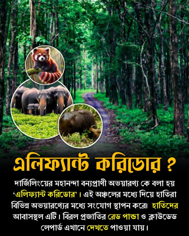 ভারতের এই এলিফ্যান্ট করিডোরে দেখা যায় লাল পান্ডাও?
