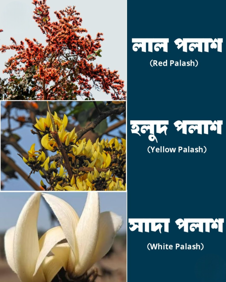 অথ পলাশ কথা...