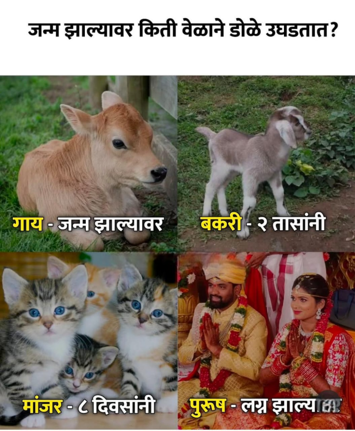 किती वेळाने डोळे उघडतात ?