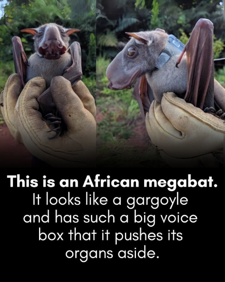 Meet the Hammer-Headed Bat: Africa’s Gargoyle of the Forest