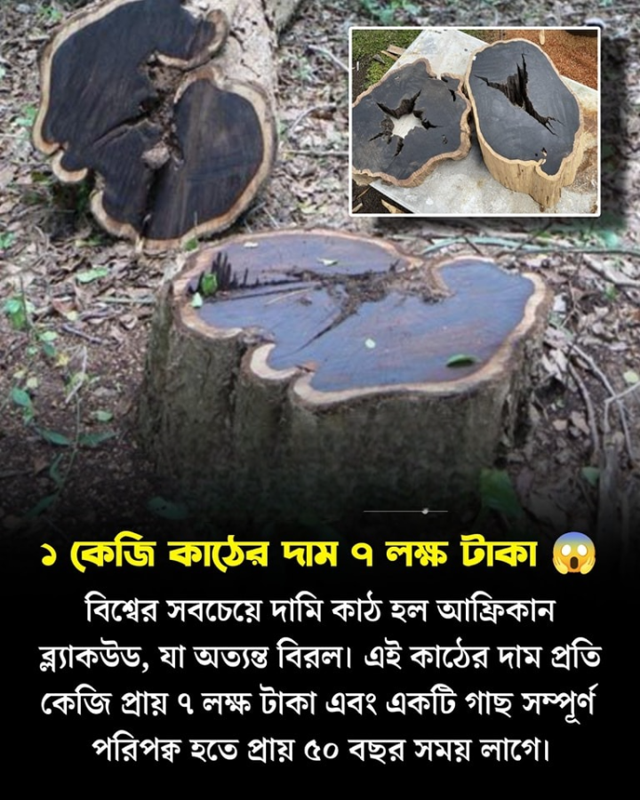 দ্য ব্ল্যাক উডস...
