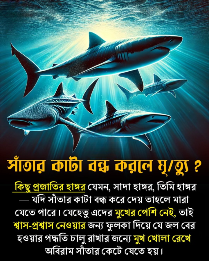 সাঁতার কাটা বন্ধ করলে হাঙ্গরের মৃত্যু ?