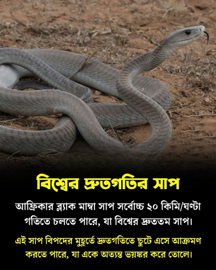 বিশ্বের দ্রুততম সাপ...