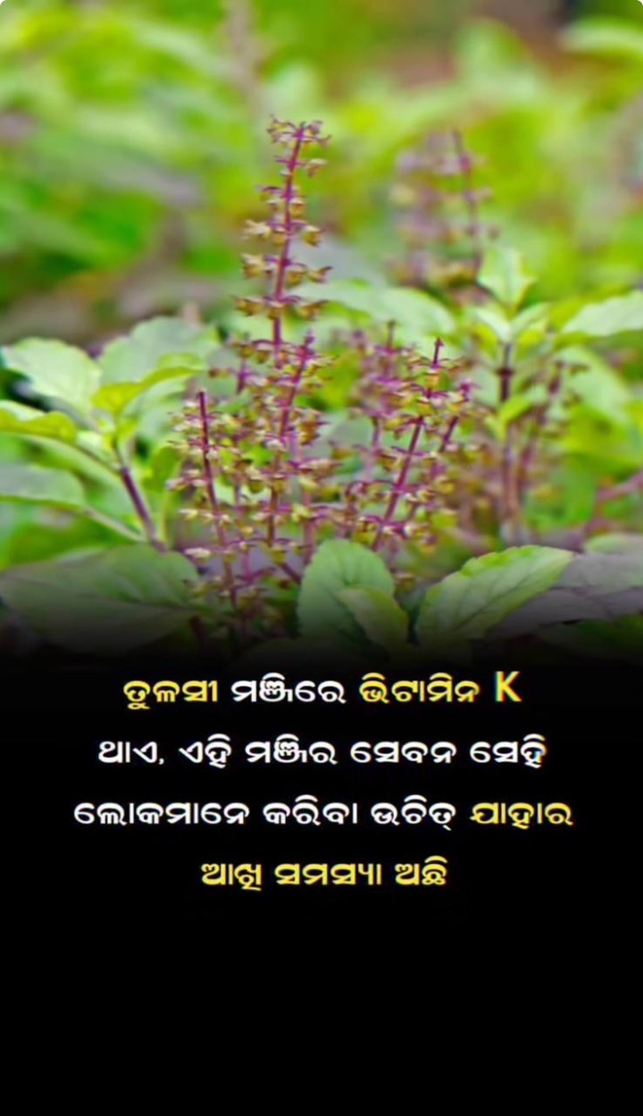 ତୁଳସୀ ମଞ୍ଜି ରେ ଭିଟାମିନ ଥାଏ
