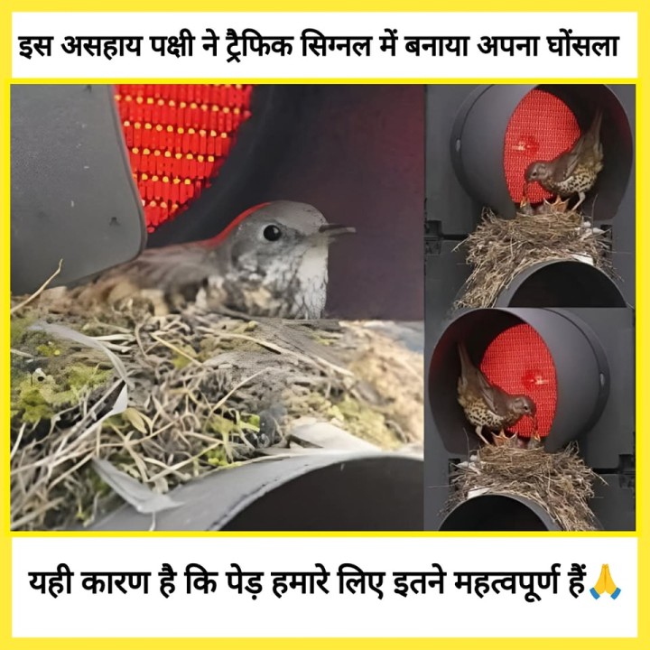 इसलिए कहा जाता है कि पेड़ों को मत काटिए