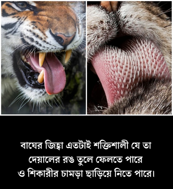 বাঘের জিহ্বা কতটা শক্তিশালী জানেন?
