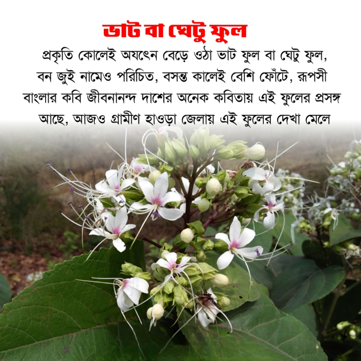 আপনি কি চেনেন এই ফুল কে? গ্রাম বাংলার চিরচেনা এক ফুল।
