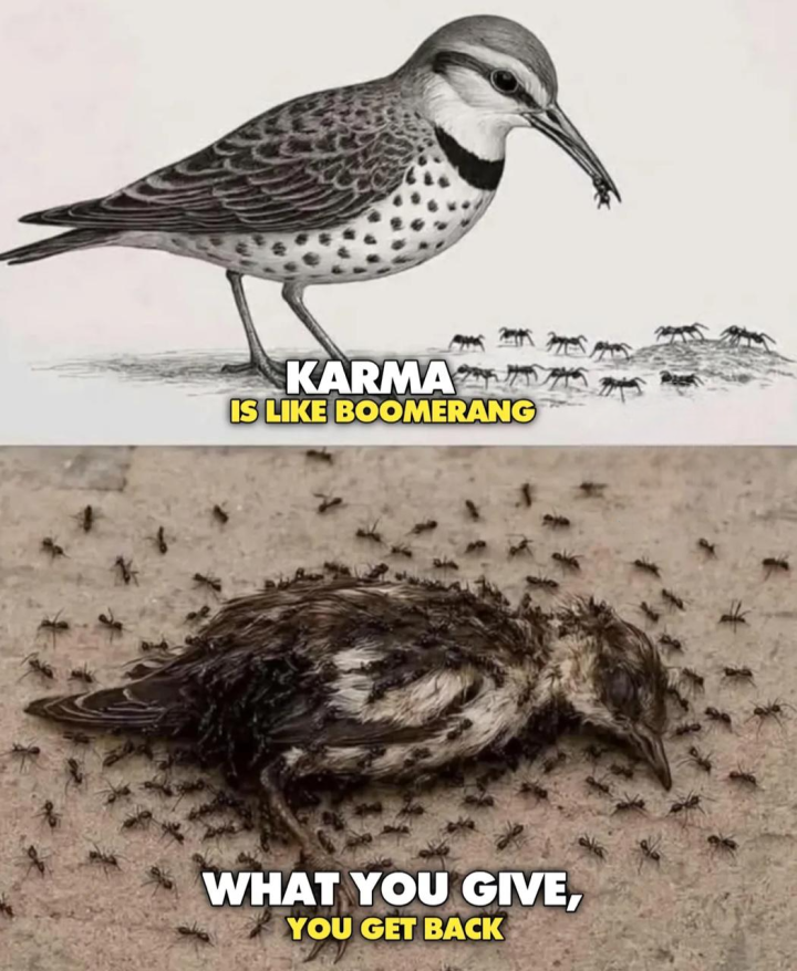 Karma is like Boomerang