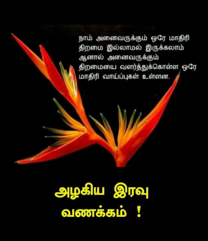 நிம்மதியாக உறங்கு..இனிய இரவு வணக்கம்