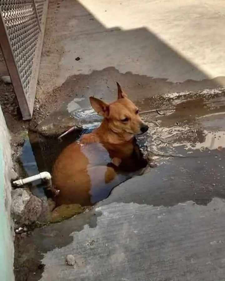 ತುಂಬಾ ಶೇಕೆ ಗುರು
