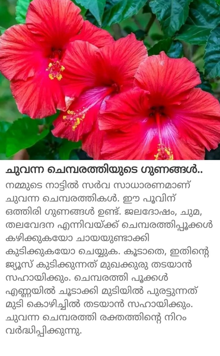 ചുവന്ന ചെമ്പരത്തിയുടെ ഗുണങ്ങൾ.