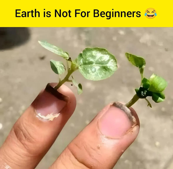 Earth is not for beginners